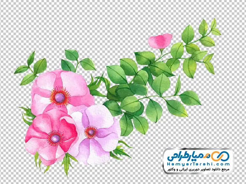 عکس دوربری شده گل های محمدی تصویر گل های محمدی به صورت آبرنگی