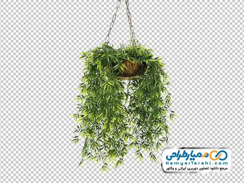 عکس دوربری شده گل بامبو در گلدان آویزان فایل png گل بامبو در گلدان آویزان
