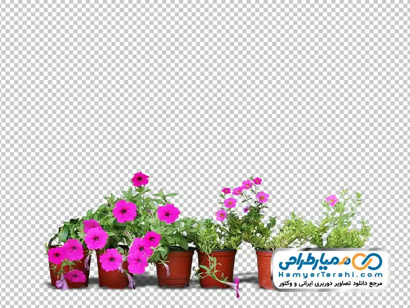 عکس دوربری شده گل های اطلسی زیبا فایل png گل های اطلسی زیبا و گلدون