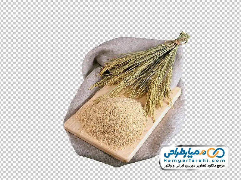 تصویر بدون پس زمینه برنج ایرانی عکس png خوشه و دانه های برنج