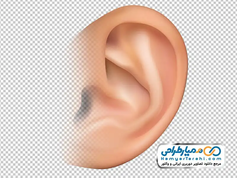 دانلود دوربری لاله گوش تصویر دوربری لاله گوش
