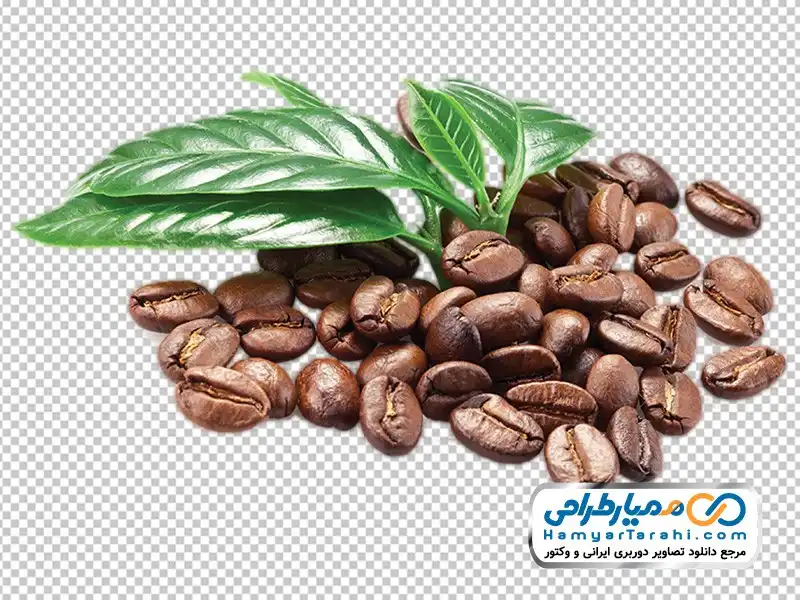 تصویر با کیفیت دانه و برگ قهوه تصویر png دانه و برگ قهوه