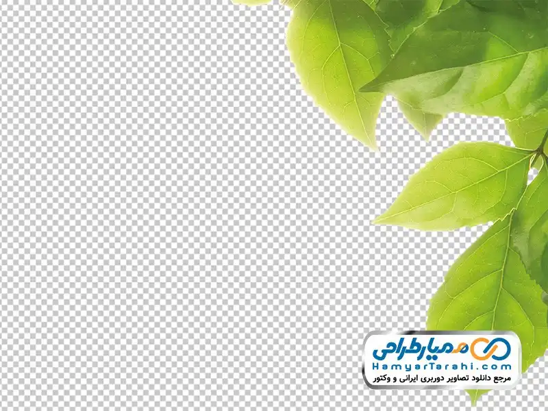 تصویر کادر برگ درخت تصویر دوربری برگ درخت