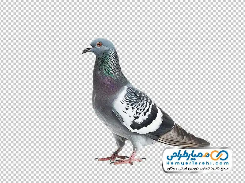 عکس png کبوتر چاهی تصویر با کیفیت کبوتر چاهی