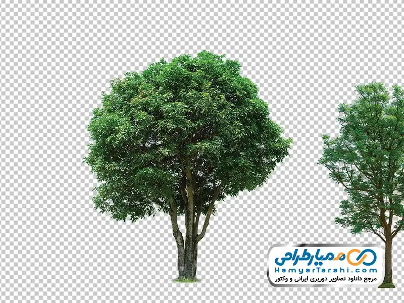 دانلود عکس بدون پس زمینه درخت عکس بدون پس زمینه درخت با فرمت png