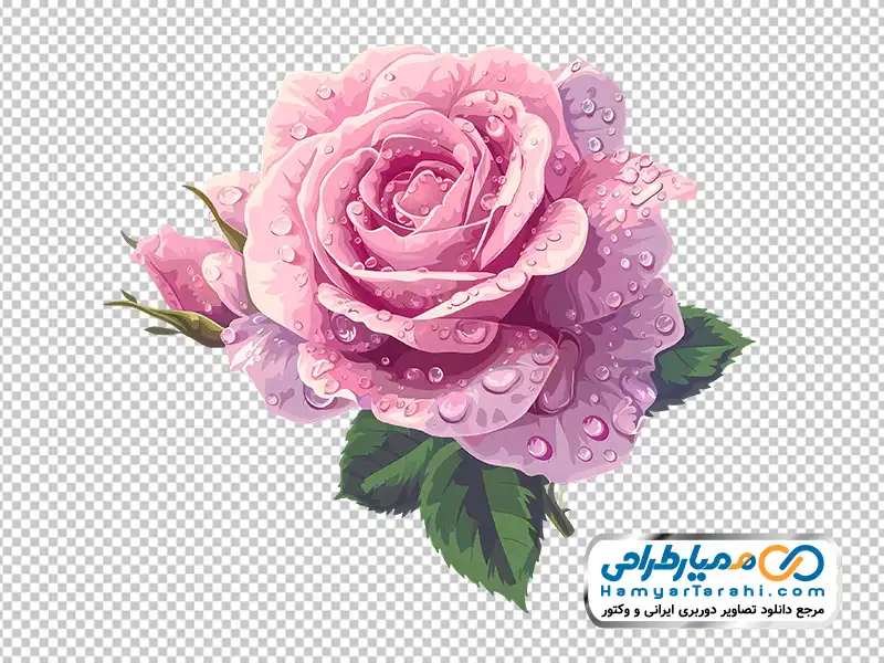 نقاشی آبرنگی گل رز صورتی با قطره های شبنم با فرمت png تصویرنقاشی آبرنگی گل رز صورتی با قطره های شبنم