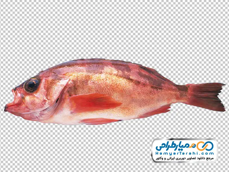 عکس png ماهی سوف قرمز دانلود تصویر png ماهی سوف قرمز
