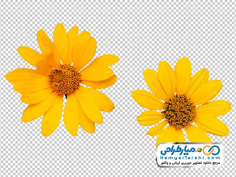 تصویر با کیفیت گل وحشی زرد با فرمت png تصویر png گل وحشی زرد