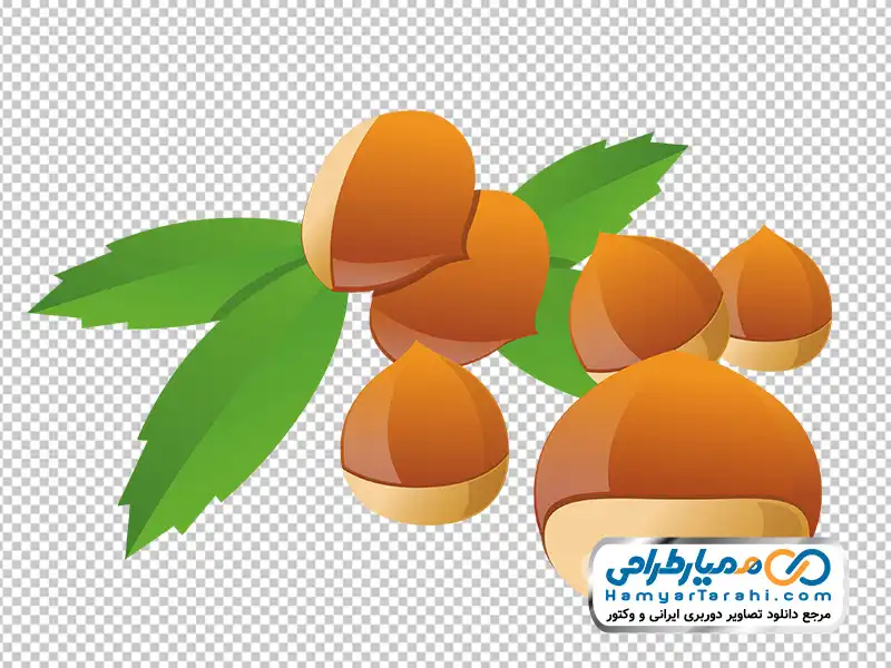 تصویر وکتوری فندقبا فرمت png تصویر وکتوری فندق