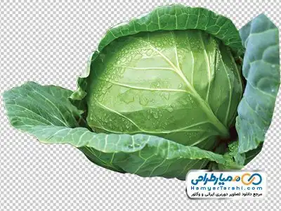 تصویر دوربری شده کلم سفید