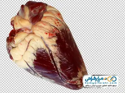 دانلود دوربری دل گوسفند