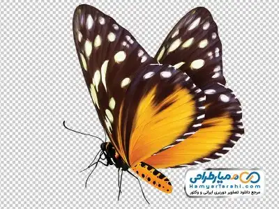 دانلود تصویر با کیفیت پروانه