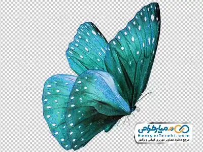 دوربری پروانه