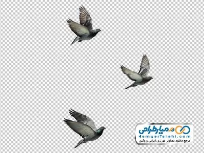 دوربری کبوتر در حال پرواز