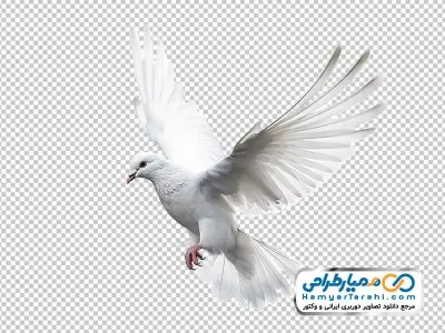 عکس png کبوتر