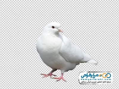 تصویر دوربری کبوتر نشسته