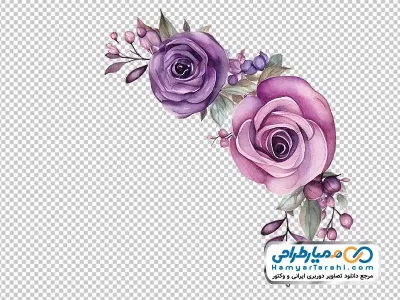 فایل png گل های رز صورتی و بنفش