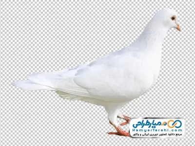 عکس با کیفیت کبوتر نشسته