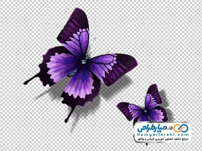عکس با کیفیت پروانه بنفش