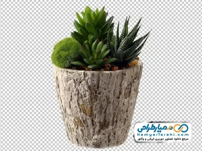 دانلود تصویر png گلدان گل کاکتوس