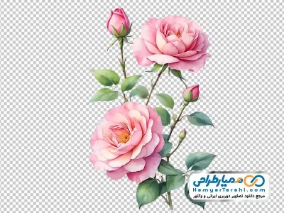 فایل png نقاشی گل رز صورتی با غنچه و برگ سبز
