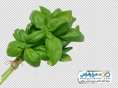 دانلود دوربری ریحان