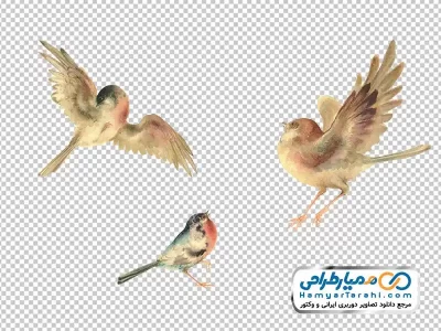 عکس وکتوری مرغ اسلیمی