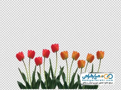 عکس با کیفیت گل لاله