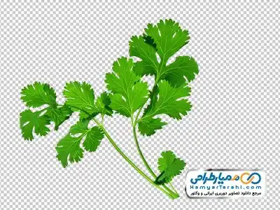 دانلود دوربری شاخه جعفری