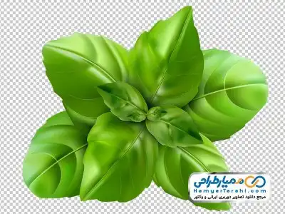 تصویر png برگ ریحان