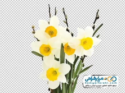 عکس png شاخه های گل نرگس