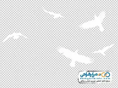 تصویر دوربری کبوتران در حال پرواز
