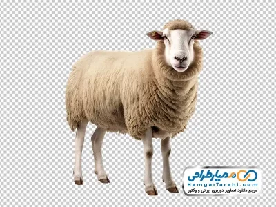 تصویر png گوسفند