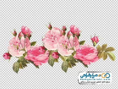 تصویر گل های رز به همراه غنچه با فرمت png