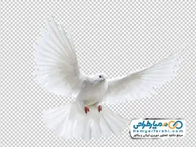 فایل دوربری کبوتر سفید در حال پرواز