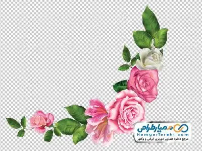 تصویر دوربری گل رز صورتی و سفید