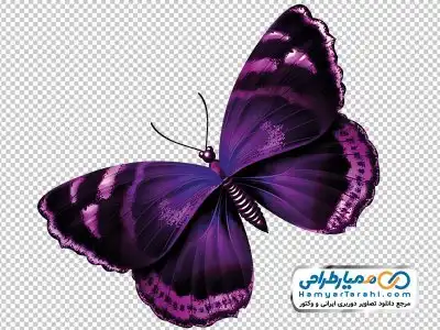 دانلود دوربری تصویر پروانه بنفش