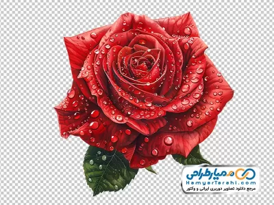 عکس وکتوری گل رز قرمز با قطره های شبنم با فرمت png