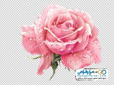 تصویر وکتوری گل رز صورتی با قطره های شبنم