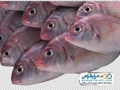 دانلود تصویر png ماهی پاندورا