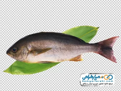 دانلود تصویر png ماهی قزل آلا
