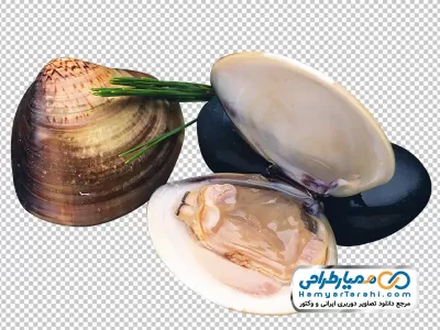 تصویر با کیفیت صدف