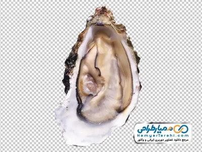 تصویر با کیفیت صدف با فرمت png