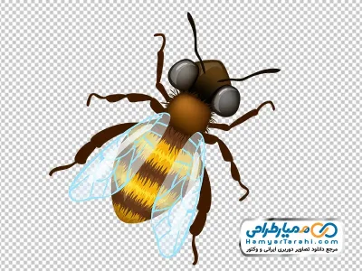 تصویر با کیفیت زنبور عسل