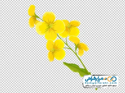 دانلود تصویر png گل کانولا زرد