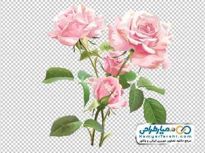 دانلود عکس وکتوری گل رز صورتی آبرنگی