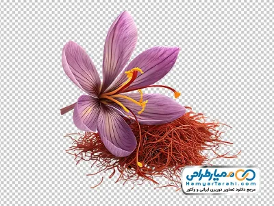 دانلود تصویر با کیفیت گل زعفران