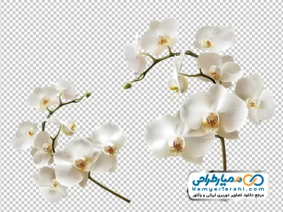 دانلود تصویر با کیفیت شاخه گل ارکیده سفید
