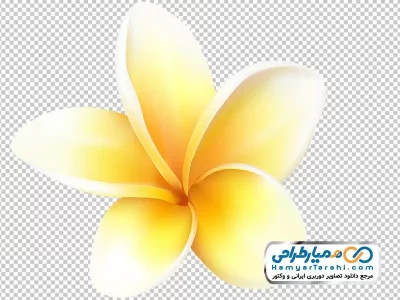 تصویر با کیفیت گل زرد