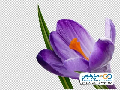 تصویر png گل زعفران